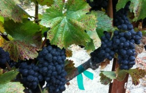 Pinot Grapes for Villa del Monte Winery