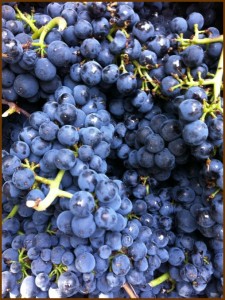 Freshly picked Pinot Noir at  Villa del Monte Winery