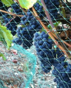 Grapes and Netting