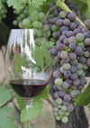 Grapes and Villa Del Monte wine