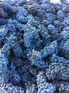 Pinot Clusters