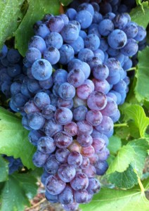 Pinot Grapes