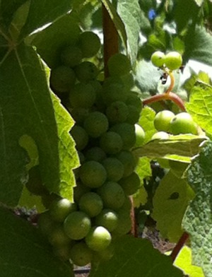 Villa del Monte Winery grapes