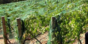 Villa del Monte Winery vineyard netting