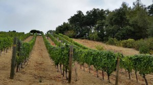 Harvesting Pinot Noir