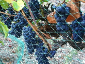 Grapes and netting