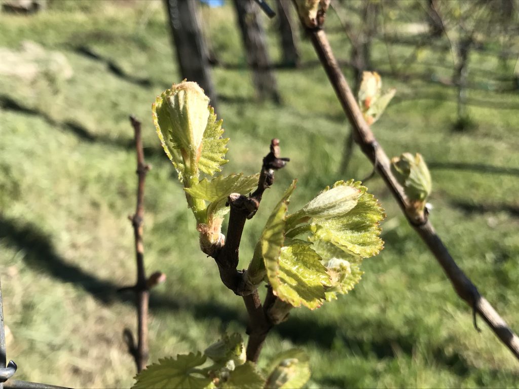 Bud break--Spring in the Vineyard