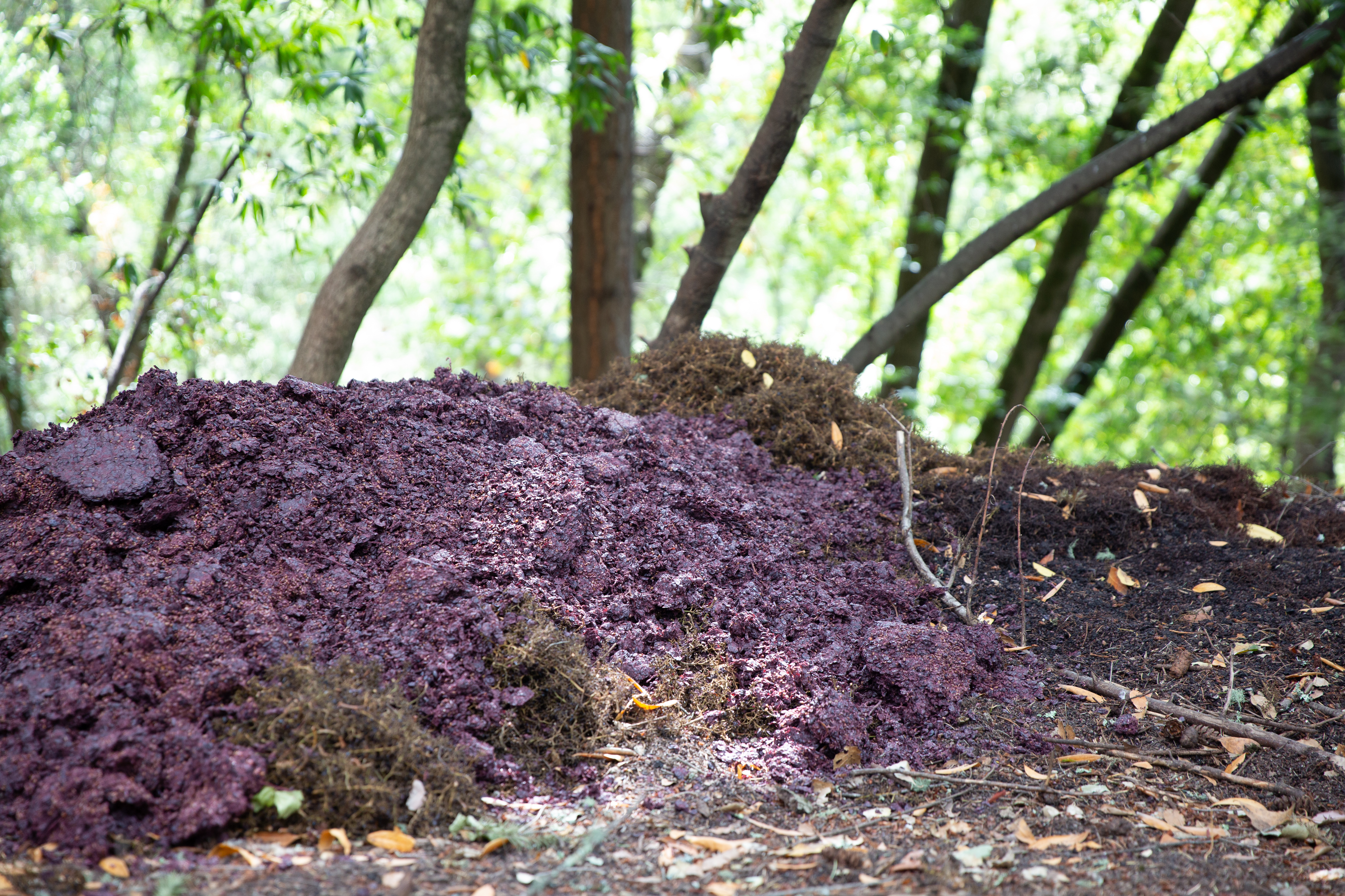 Composting the grape pomace (leftover stems, seeds, and skins)